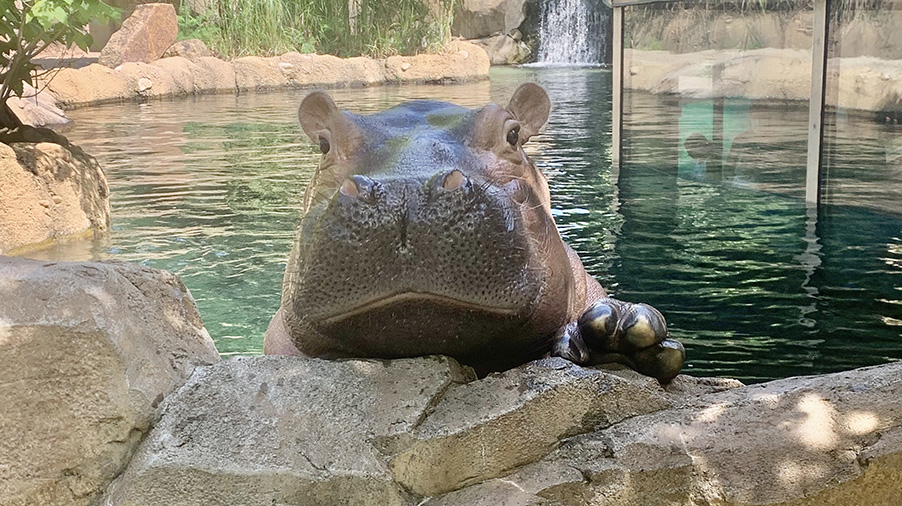 Hippo Sculpture Table